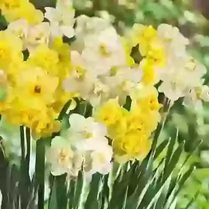 Yellow & White Cheerfulness